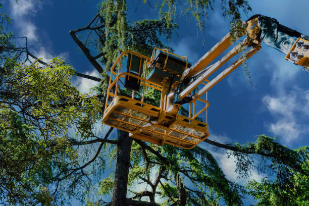 Best Tree Maintenance Programs  in Sappington, MO